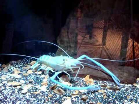 A trip to the fish tanks...