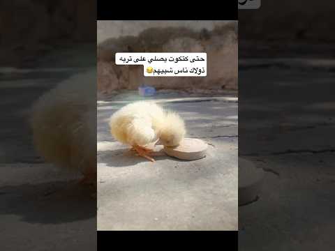 اجمل شي تشوفه عيني شيعة علي بابل الحله ذي قار نجف اشرف بصره ياعلي مولا ع ل يہ الس لام