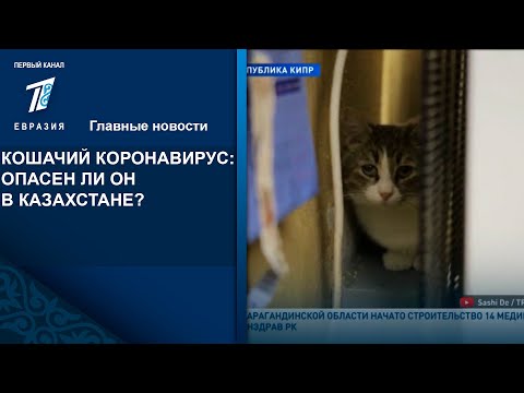 КОШАЧИЙ КОРОНАВИРУС: ОПАСЕН ЛИ ОН В КАЗАХСТАНЕ?