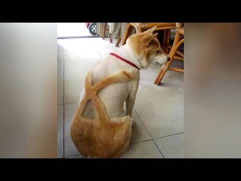 most-hilarious-dog-videos---you'll-need-to-wipe-tears-from-laughter