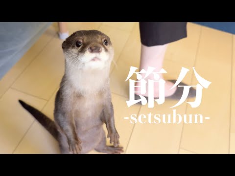 カワウソ猫猫3歳児のわっちゃわっちゃな鬼退治! Otter Cat Cat 3-Year-Old's Chaotic Demon-Slaying!