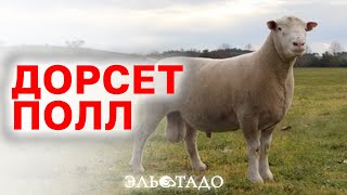 Уникальная порода овец Дорсет-Полл! Британская селекция овец! Племенные бараны!