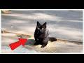 🦘 This Cat Lost Its Front Legs... But Found a New Way to Walk#rescue #cat #rescueefforts #pets