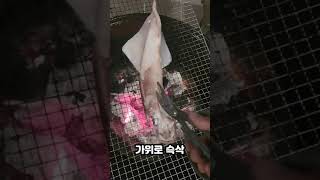 강릉 한치낚시 잡아서 숯불 직화구이 오징어 바베큐 !!