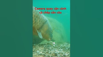 Camera dưới nước quay cận cảnh cá chép khổng lồ cắn câu #shorts