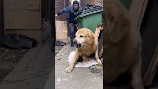 They Thought He Was Just A Gentle Stray. They Were So Wrong.