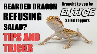 BEARDED DRAGON REFUSING SALADS? TRY THESE TIPS. by Cold Blood Creations 1,356 views 7 months ago 22 minutes