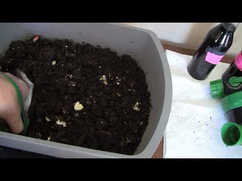 Worm Experiment Observations Change in Temperature