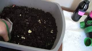 Worm Experiment Observations Change in Temperature