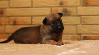 Щенки Vyatkins Malinois O-litter