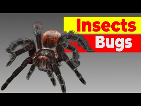 Types of Insects| Bugs