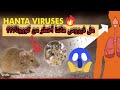 عاااجل ضهور فيروس هانتا ماهو ماهي أعراضه وكيفية العلاج والوقاية منه 