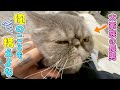 家族が寝静まった後、長男との秘密の時間が始まります。