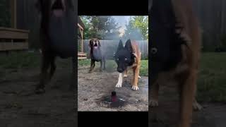 day / 1 #doggy #prank#video 😂😂🙈🙈 #shorts #2026