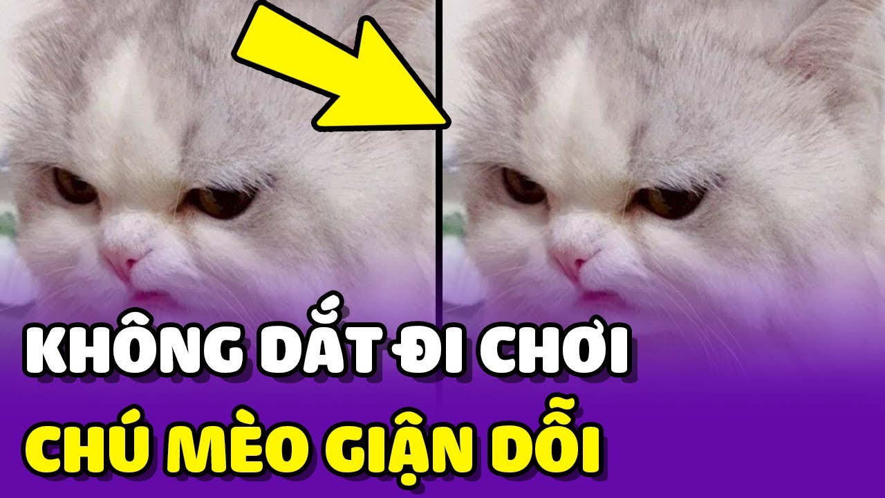 Meme Mèo Dỗi Cute ❤️️ 50+ Ảnh Mèo Giận Dỗi, Chế Hờn Dỗi Bựa