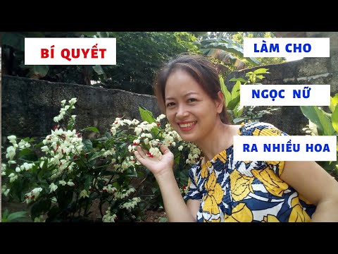 Video Bí quyết làm cho cây Ngọc Nữ ra nhiều hoa - youtube