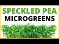 How to grow speckled pea microgreens step by step tutorial