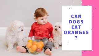 Can Dogs Eat Oranges? Yes, But Follow These Rules