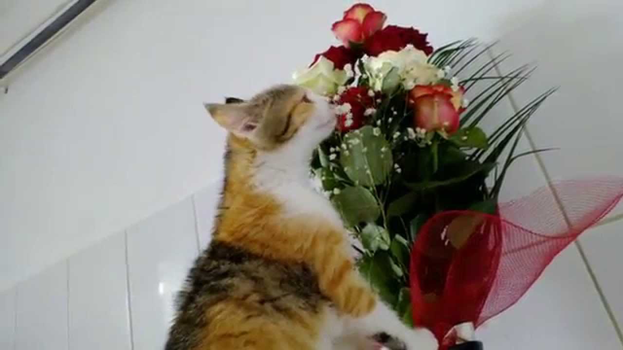 Pisica Vs Flori De 8 Martie Youtube