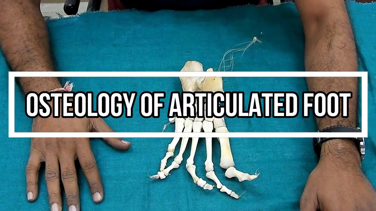 Osteology of Articulated Foot