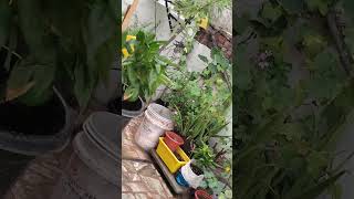 #gardening #plantcare #gardenlover #naturelover #simplegardening #plantlover #plants #garden