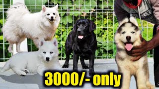 3000/  Big offer | Siberian husky wooly coat |ON HEAT Labrador in low price | Indian spitz