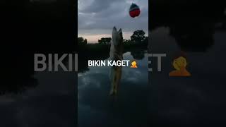 bikin kaget aja🤦dkira ikan kakap makan umpan😁 #mancingkakap #fishing #mancing #baramundi #kakapputih