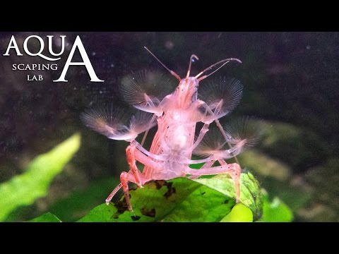 Video: Crostaceo Epishura: descrizione, caratteristiche e curiosità