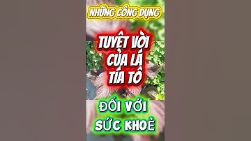 NHỮNG CÔNG DỤNG TUYỆT VỜI CỦA LÁ TÍA TÔ ĐỐI VỚI SỨC KHOẺ🌿 #kienthuc #food #kynangsongvui