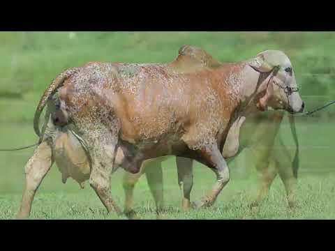 LOTE 16   DIANA FIV ACN   ACNG 184