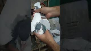 Ghagra chap shirazi kabootar pigeon for show