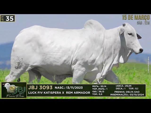 LOTE 35   JBJ 3093