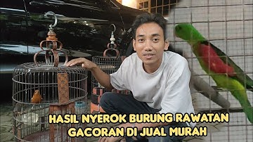 EDI JOVANIS SELALU ADA YANG SEPESIAL BURUNG RAWATAN GACORAN DI JUAL MURAH