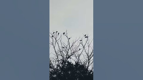 Esai GM, Kicauan Burung, dan Pagi yang Basah