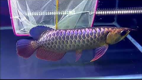 Cá rồng quá bối đầu vàng bluebase u26,