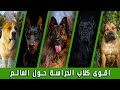 الـ 10 كلاب الاقوى للحراسة حول العالم 😲
