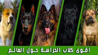 الـ 10 كلاب الاقوى للحراسة حول العالم 😲