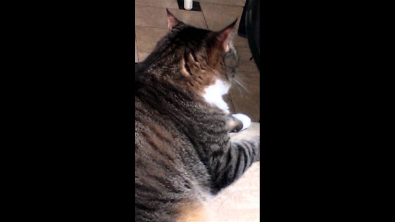 Cat biting his nails! - YouTube