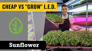 Sunflower - CHEAP LED's vs GROW LED's - Microgreens - On The Grow