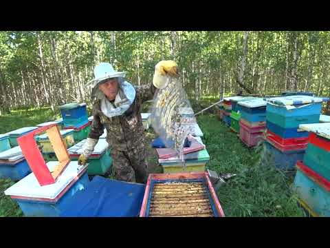 ОТБОР МЕДОВЫХ РАМОК