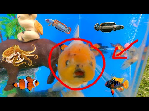 Video Độc lạ cá hình mặt người bên trong hồ cá cảnh đẹp, cá... - youtube