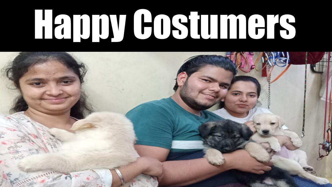 (Happy Costumer) GOLDEN Retriever German shepherd Labrador puppy (9711696640)