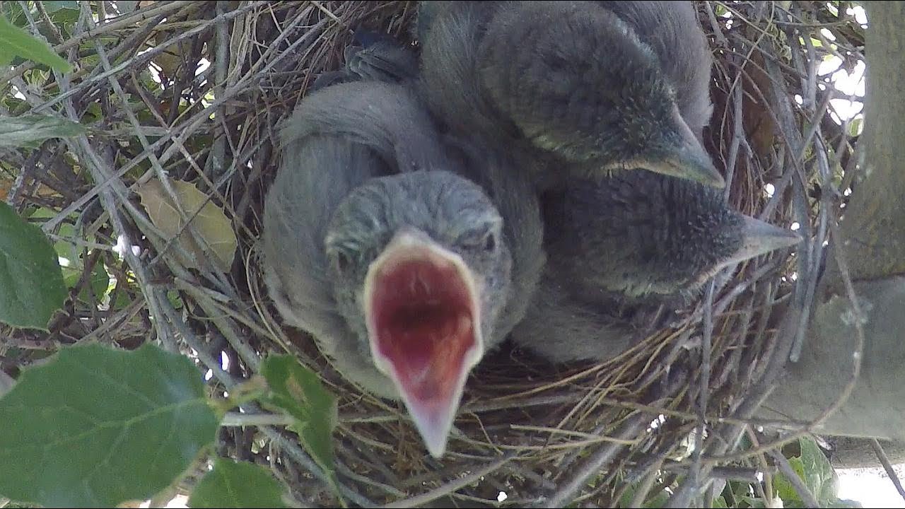 Scrubjay Family 2017 4K Nest Series Highlights 3 V22202