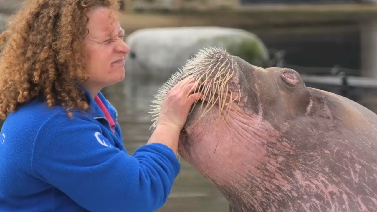 walrus national geographic videos Have you ever seen a whistling walrus?