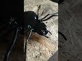 Паук из металла. Как сделать паука из металла