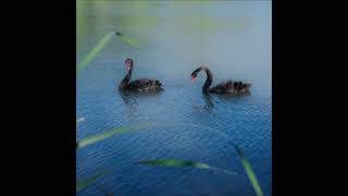 Where I Lost My Hope - After I Lost