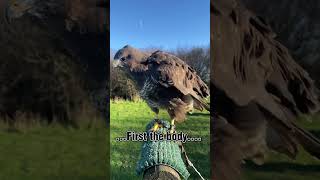 Mouse our Common Buzzard loves a good rouse. #commonbuzzard #buzzard #britishwildlife