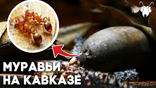 Вот каких удивительных муравьёв я нашёл! Большое путешествие по Кавказу // Димон и пумба