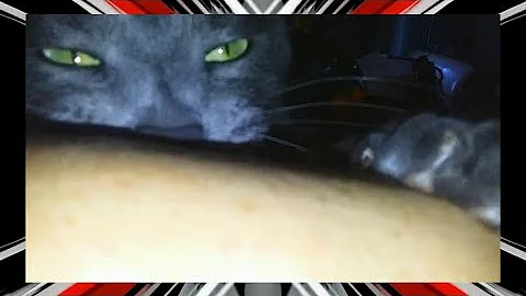 Video 1393011: russian blue cat, sweet russian blue, cat missing