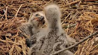 April 6, 2024: Great grey growing eaglets!